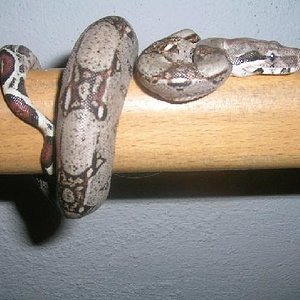 eKaNs eNLLoLLaoO.JPG