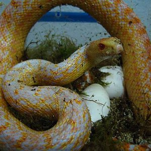 Puesta applegate 009.jpg