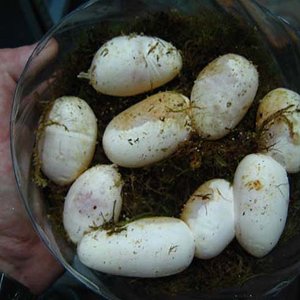 Puesta applegate 010.jpg