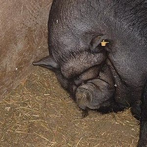 Cara chon santillana.JPG