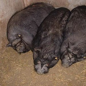 Chones santillana.JPG