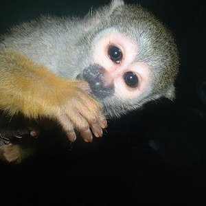 Titi santillana 1.JPG