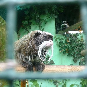 Mono bigotes santillana.JPG