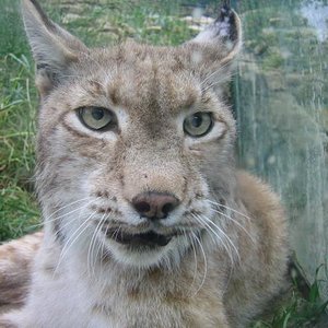 santillana del mar 051.jpg