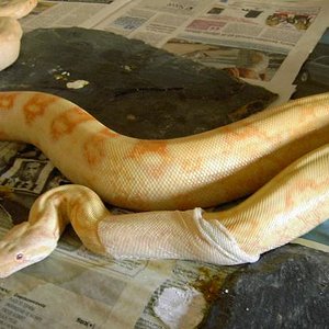 constrictor albina.JPG