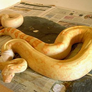 constrictor albina2.JPG