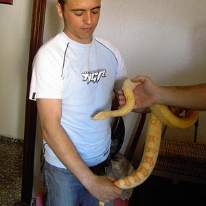 constrictor albina3.JPG