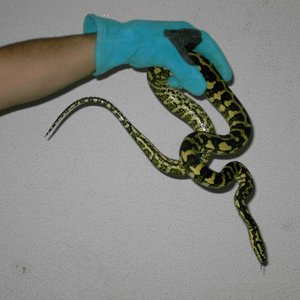 Macho nuevo Chey.JPG