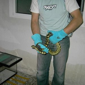 Macho nuevo Chey2.JPG