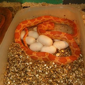 Imagen 008comprimda.jpg