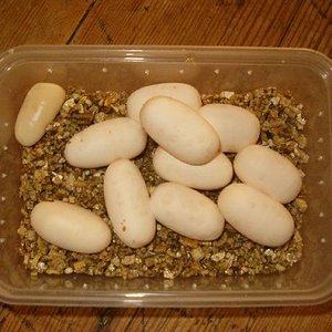 Imagen 010comprimida.jpg