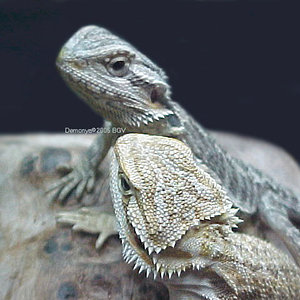 pareja distinto color1.jpg