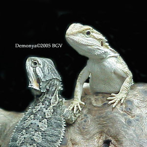 pareja distinto color2.jpg