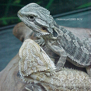 pareja distinto color3.jpg