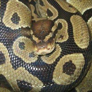 santillana del mar 005.jpg