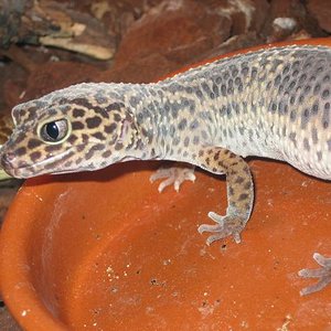 santillana del mar 009.jpg