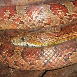 santillana del mar 011.jpg