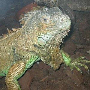 santillana del mar 015.jpg