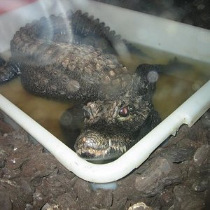 santillana del mar 018.jpg