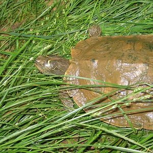 santillana del mar 046.jpg