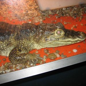 santillana del mar 041.jpg