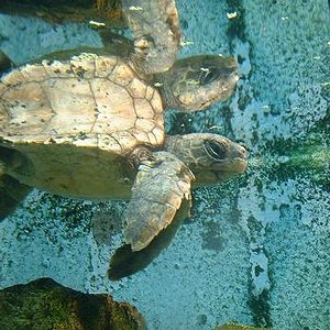 Carey santillana.JPG