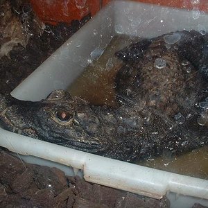 Cocodrilo santillana.JPG