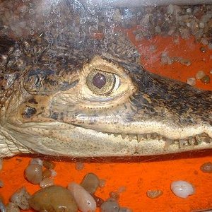 Cara cocodrilo santillana.JPG