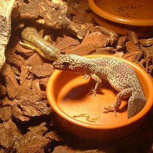 Gecko santillana.JPG