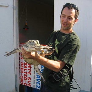 Cocodrilo chino4.jpg