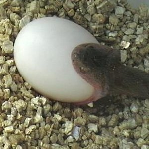 dasypeltis  1 001.jpg