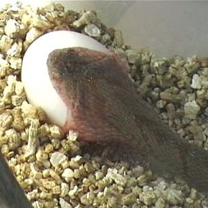 dasypeltis  1 002.jpg