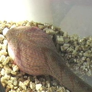 dasypeltis  1 003.jpg