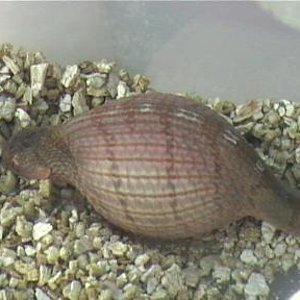 dasypeltis  1 005.jpg