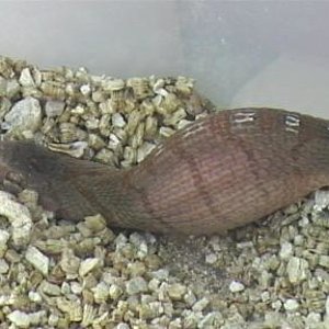 dasypeltis  1 007.jpg