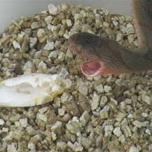 dasypeltis  1 017.jpg