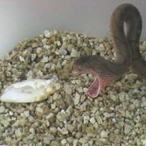 dasypeltis  1 019.jpg