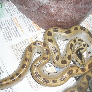 molrus green hembra.jpg