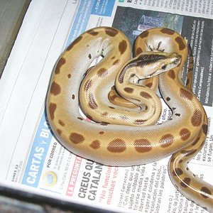 molurus green macho.jpg