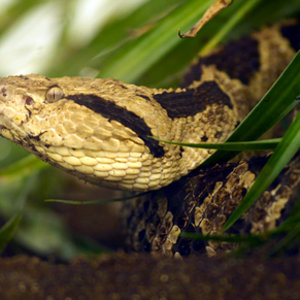 Atropoides nummifer.jpg