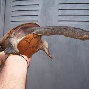 Chelodina siebenrocki.JPG