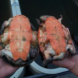 Pareja de Emyduras.JPG