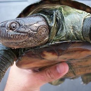 Pelusios subniger.JPG