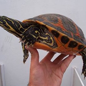 Pseudemys nelsoni.JPG