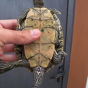 Graptemys kohnii macho.JPG