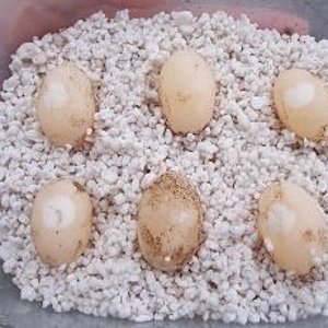 Puesta de Graptemys.JPG