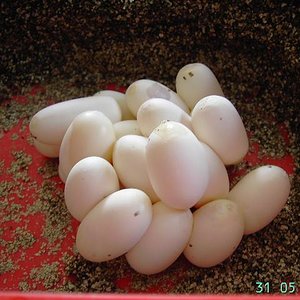 Huevos guttatus 1.JPG