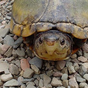 Kinosternon scorpioides - Einstein.jpg