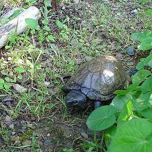 Kinosternon scorpioides - Lamarck.jpg