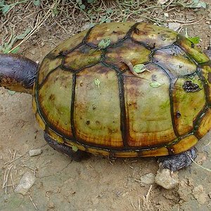 Kinosternon scorpioides - Mendel.jpg
